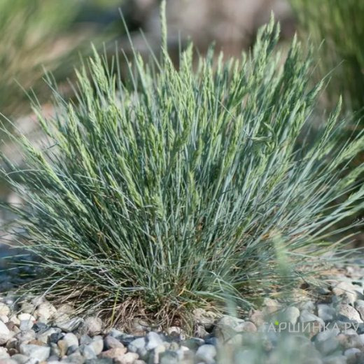 Овсяница Глауканта валийская