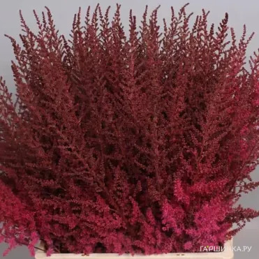 Астильба Арендса Поль Гардер