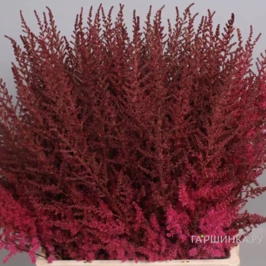 Астильба Арендса Поль Гардер