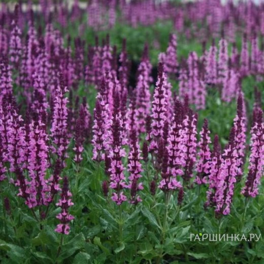 Шалфей (Сальвия) Нью Дименшн Роуз