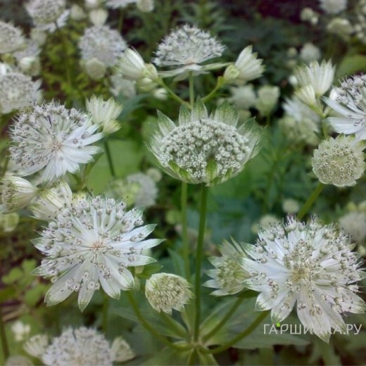 Астранция Даймонд Вайт крупная