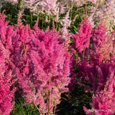 Астильба Арендса Глория Пурпуреа