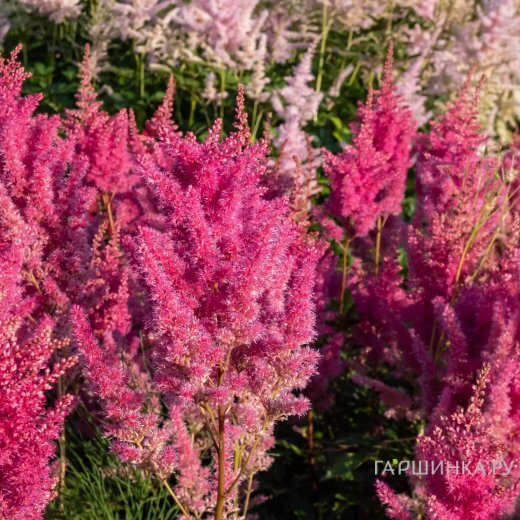 Астильба Арендса Глория Пурпуреа