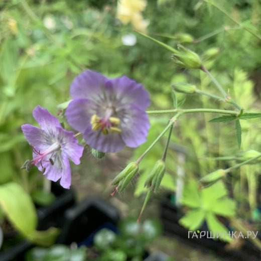 Герань Волкур темная