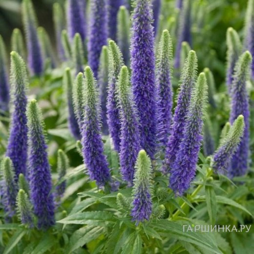 Вероника колосковая Санни Бордэр Блу