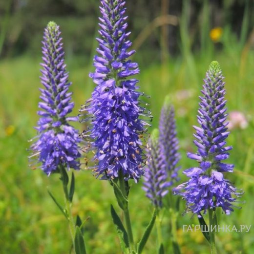 Вероника седая