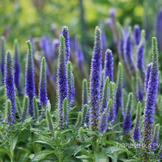 Вероника колосковая Роял Кэндлс