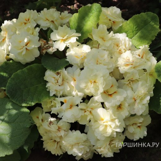 Примула Беларина Крим