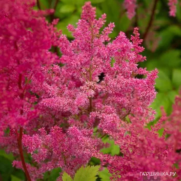 Астильба Арендса Федерзе
