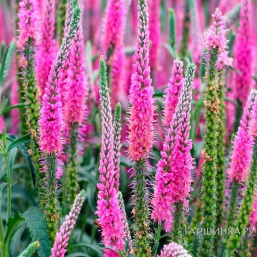 Вероника колосковая Анниверсари Нью Роуз