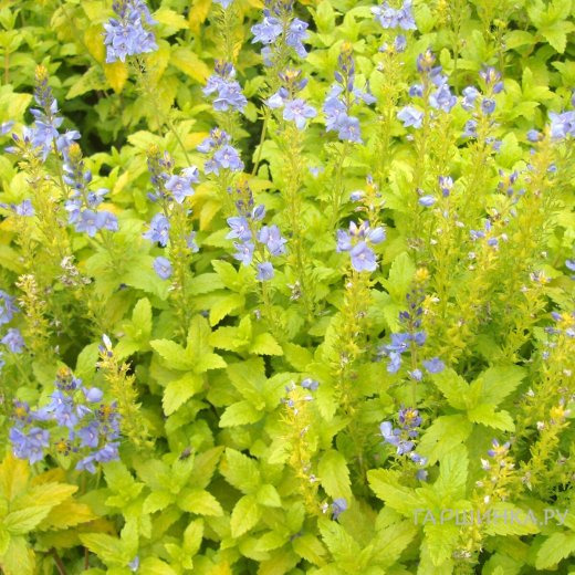 Вероника простертая Ацтек Голд