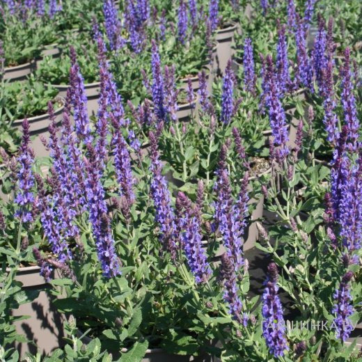 Шалфей (Сальвия) дубравный Блю Филд