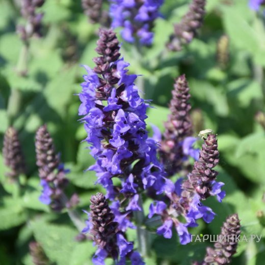 Шалфей (сальвия) дубравный Бамбл Блю