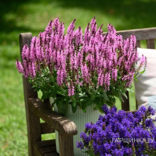 Шалфей (Сальвия) дубравный Пинк Небула