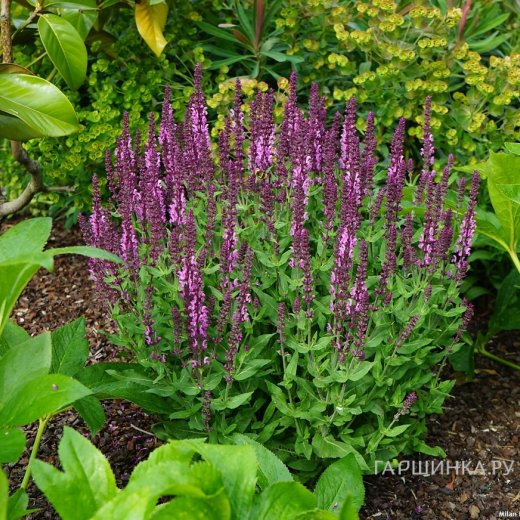 Шалфей (Сальвия) дубравный Алекс Пинк