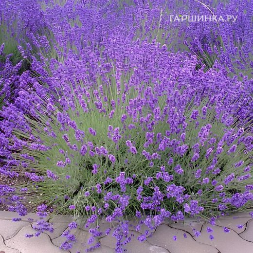 Лаванда Рекорд