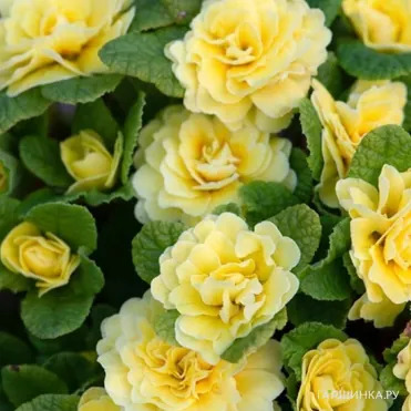 Примула Беларина Баттеркап Еллоу