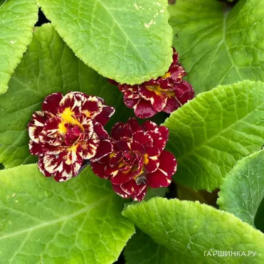 Примула Беларина Санрайз Руби