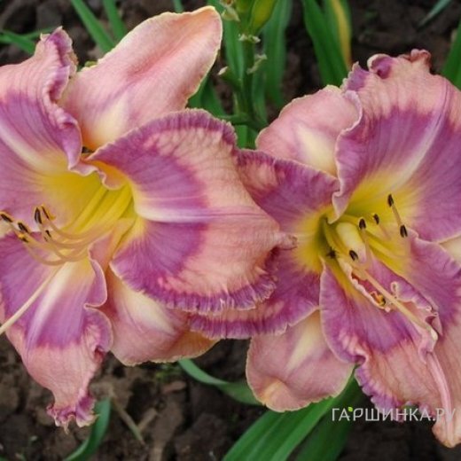 Лилейник Милдред Митчел