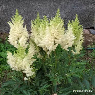 Астильба Арендса Вайс Глория