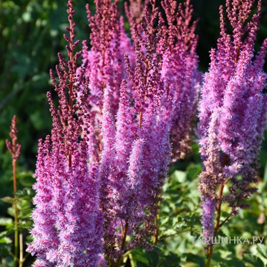 Астильба китайская Суперба