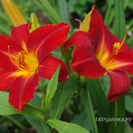 Лилейник Анзак