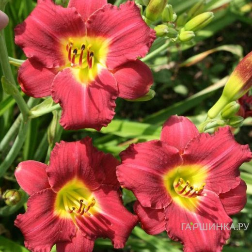 Лилейник Пардон Ми