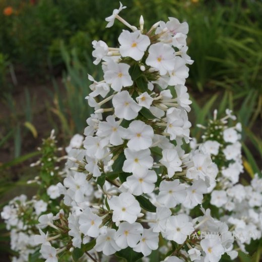 Флокс Шнелавин пирамидальный