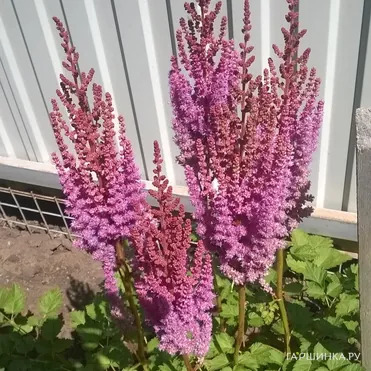 Астильба китайская Пурпуркерц