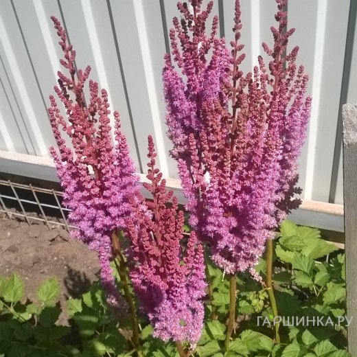 Астильба китайская Пурпуркерц