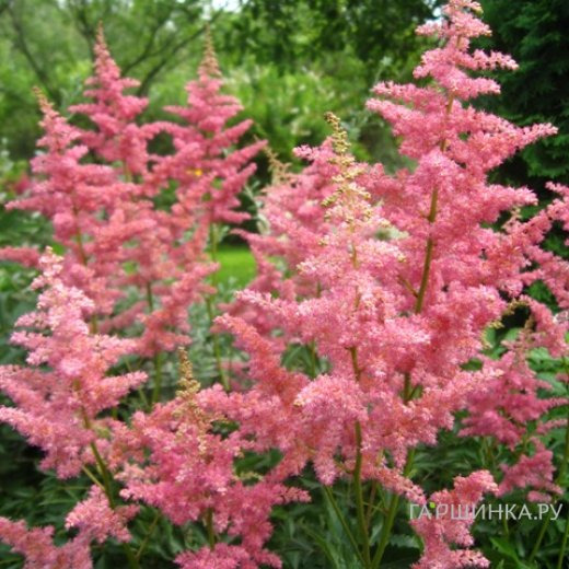 Астильба арендса Анита Пфайфер