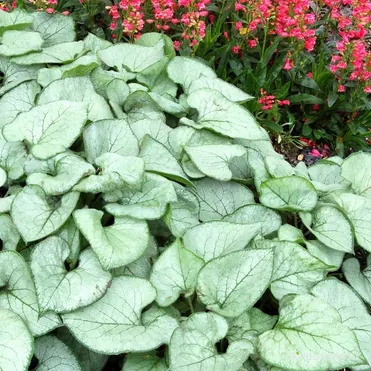 Бруннера Лукин Гласс