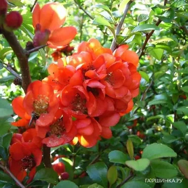 Айва японская Саржента