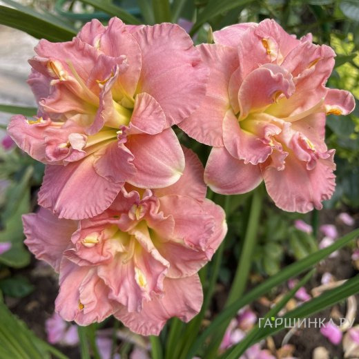 Лилейник Лэйси Долли