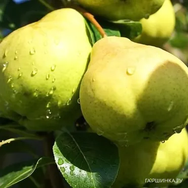 Груша Москвичка