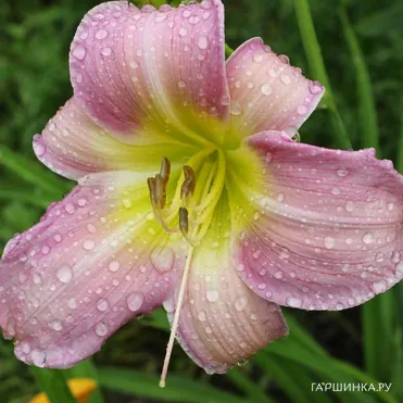 Лилейник Катерина Вудбери