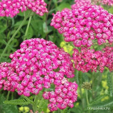 Тысячелистник Сериз Куин