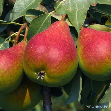 Груша Отраденская