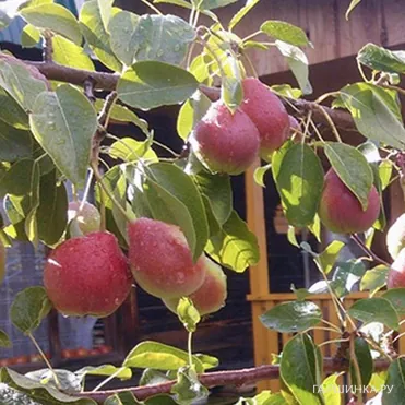 Груша Каратаевская