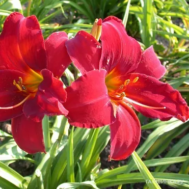 Лилейник Балтимор Ореол