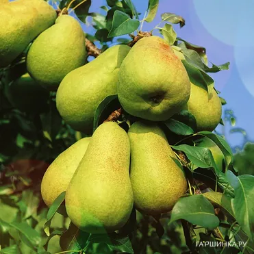 Груша Нежность