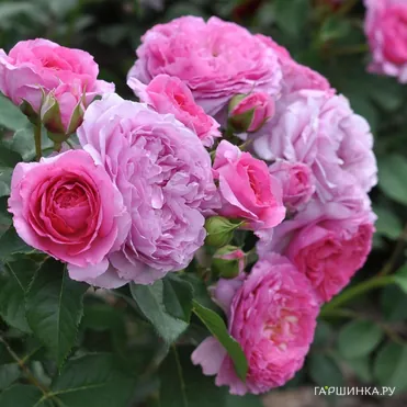 Роза Рене ван Ведберг, Фено Гено (лиц)