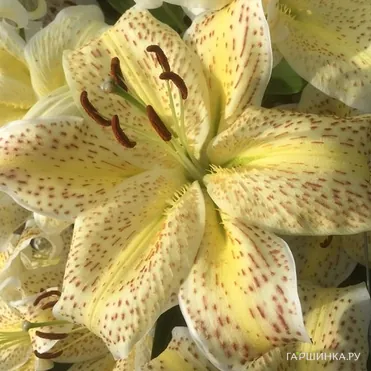 Лилия Тайгермун восточная