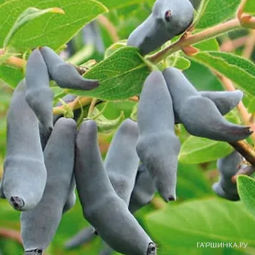 Жимолость Бакчарский Великан