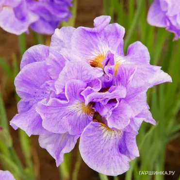 Ирис сибирский Хэвинг Фан