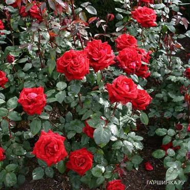 Роза Кутберт Грант канадская парковая (лиц)