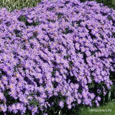 Астра Блу Лагун кустарниковая