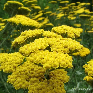 Тысячелистник Муншайн