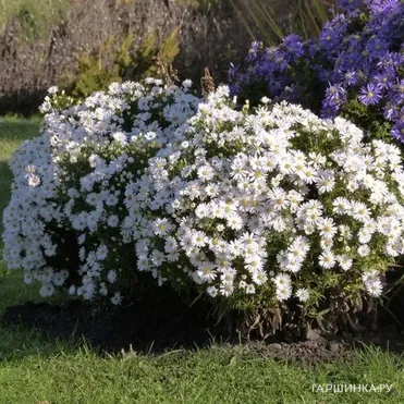 Астра Аполло кустарниковая