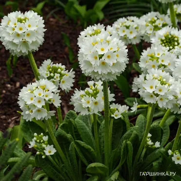 Примула мелкозубчатая Вайт (Альба)